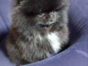 ÜST KALİTE MİKRO BOY TEDDY BEAR POMERANİAN BOO