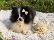 PANDA MASKELİ PRENSES POMERANİAN YAVRULAR