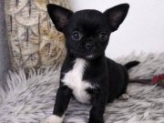 MİKRO BOY ESTETİK ANATOMİ CHIHUAHUA