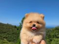 XX SMALL MİNİ BOY AYI SURAT POMERANİAN YAVRU