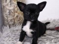 MİKRO BOY ESTETİK ANATOMİ CHIHUAHUA