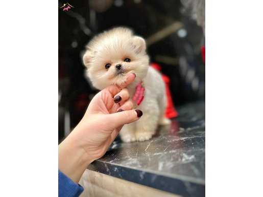 Orjinal boo surat dişi pomeranian boo