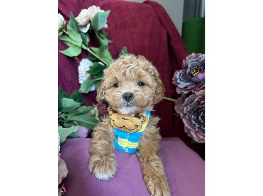 Göz alıcı maltipoo kore bebekelerle tanısın