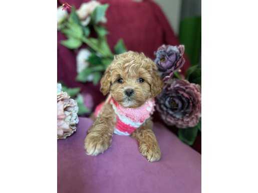 Teacup maltipoo kızım cindy