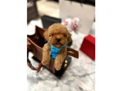 Özel bir soya ait teacup bebek maltipoo’muz