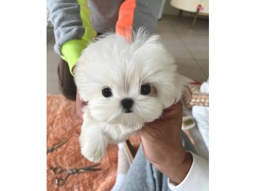 Korea sıfır boy teacup Maltese Oğlumuz chunli