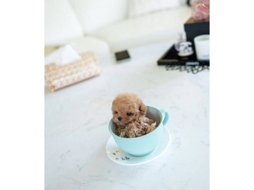 Bebek suratlı maltipoo kızım Dori