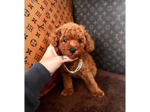 Yakışıklı TOY oğlumuz PATEK