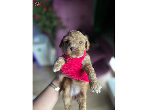 Sevimli maltipoo dostumuz Thor