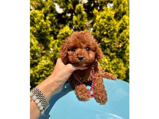 Bebek suratlı Redbrown Sertifikalı Ponny