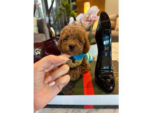 Koreli Güzellik 0 Boy Toy Poodle Marcela