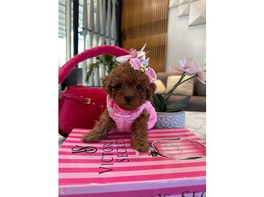 Kore Poodle Dişi Yuki