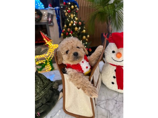 Yeni yıl Poodle bebeğim Rich