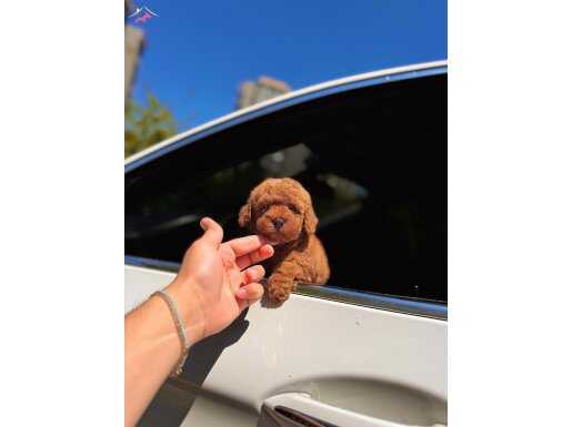 Büyümeyen toypoodle yavrularımız