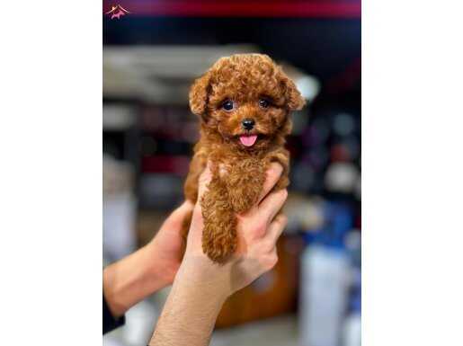 Muhteşem poodle yavrularımız 