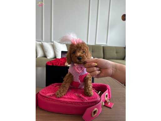 Büyümeyen toy poodle yavrularımız geldi