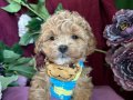 Göz alıcı maltipoo kore bebekelerle tanısın