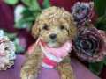 Teacup maltipoo kızım cindy