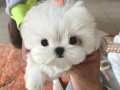 Korea sıfır boy teacup Maltese Oğlumuz chunli