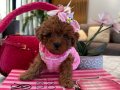 Kore Poodle Dişi Yuki