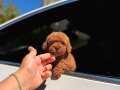 Büyümeyen toypoodle yavrularımız