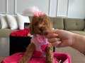 Büyümeyen toy poodle yavrularımız geldi
