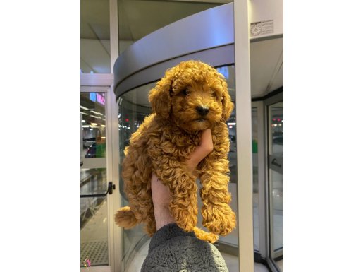 BABY TOY POODLE 