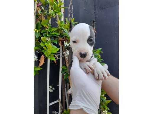 American Bully