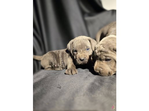 Son dişi cane corso yavru
