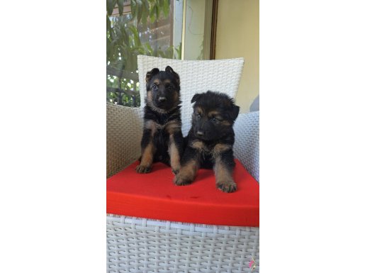 Safkan k9 alman kurdu yavrular
