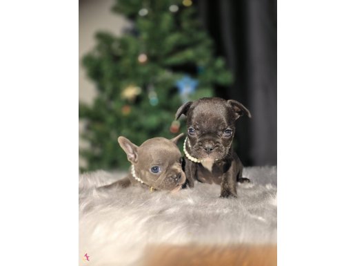 Her renk french buldog yavrular