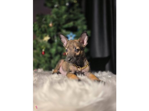 Tuvalet eğitimli malinois yavrular