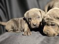 Son dişi cane corso yavru