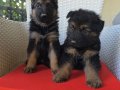 Safkan k9 alman kurdu yavrular