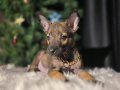 Tuvalet eğitimli malinois yavrular