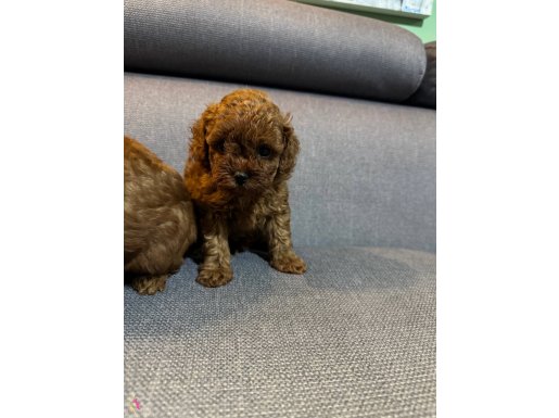 Teacup toy yavru aile köpeğinden 