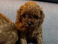 Teacup toy yavru aile köpeğinden 
