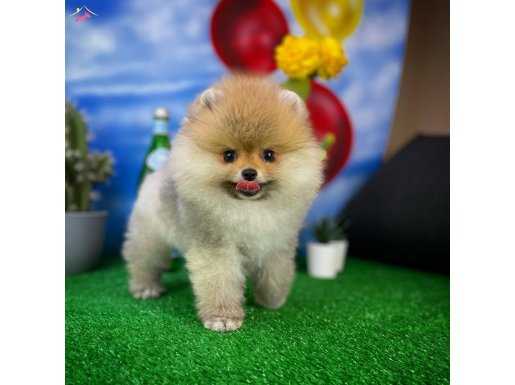 Yakışıklı ve sevimli Pomeranian Boo oğlumuz ROCKY