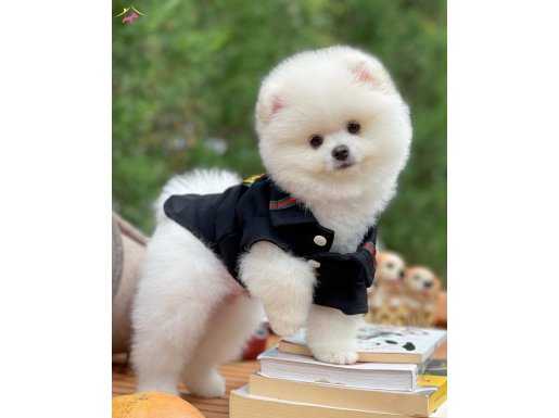 Yakışıklı ve Sevimli Pomeranian Bol Oğlumuz Pablo