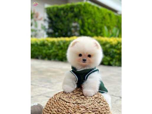 Pomeranian Boo Yavrularımız 