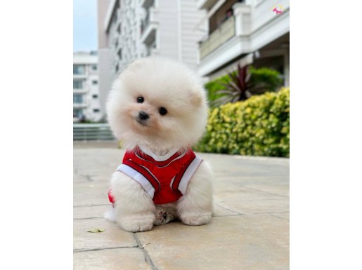 Tcup Pomeranian Boo Yavrularımız