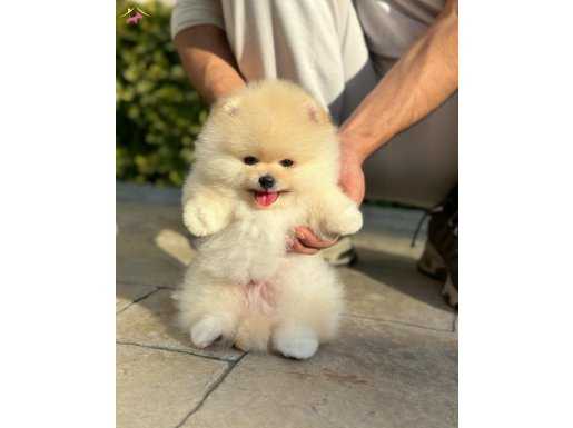 Pomeranian Boo Oğlumuz “CARLOS”