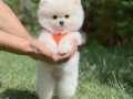 Safkan Teddybear Pomeranian Boo Yavrularımız