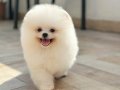 Pomeranian Boo Yavrumuz “İCARDİ”
