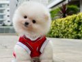 Tcup Pomeranian Boo Yavrularımız