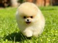 Çocuklarla Anlaşabilen Pomeranian Boo Yavrumuz
