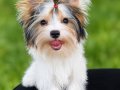 Biwer yorkshire terrier 