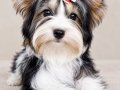 Biwer yorkshire terrier 