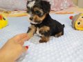 Biwer yorkshire terrier 