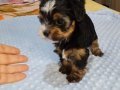 Biwer yorkshire terrier 